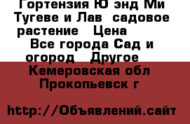 Гортензия Ю энд Ми Тугеве и Лав, садовое растение › Цена ­ 550 - Все города Сад и огород » Другое   . Кемеровская обл.,Прокопьевск г.